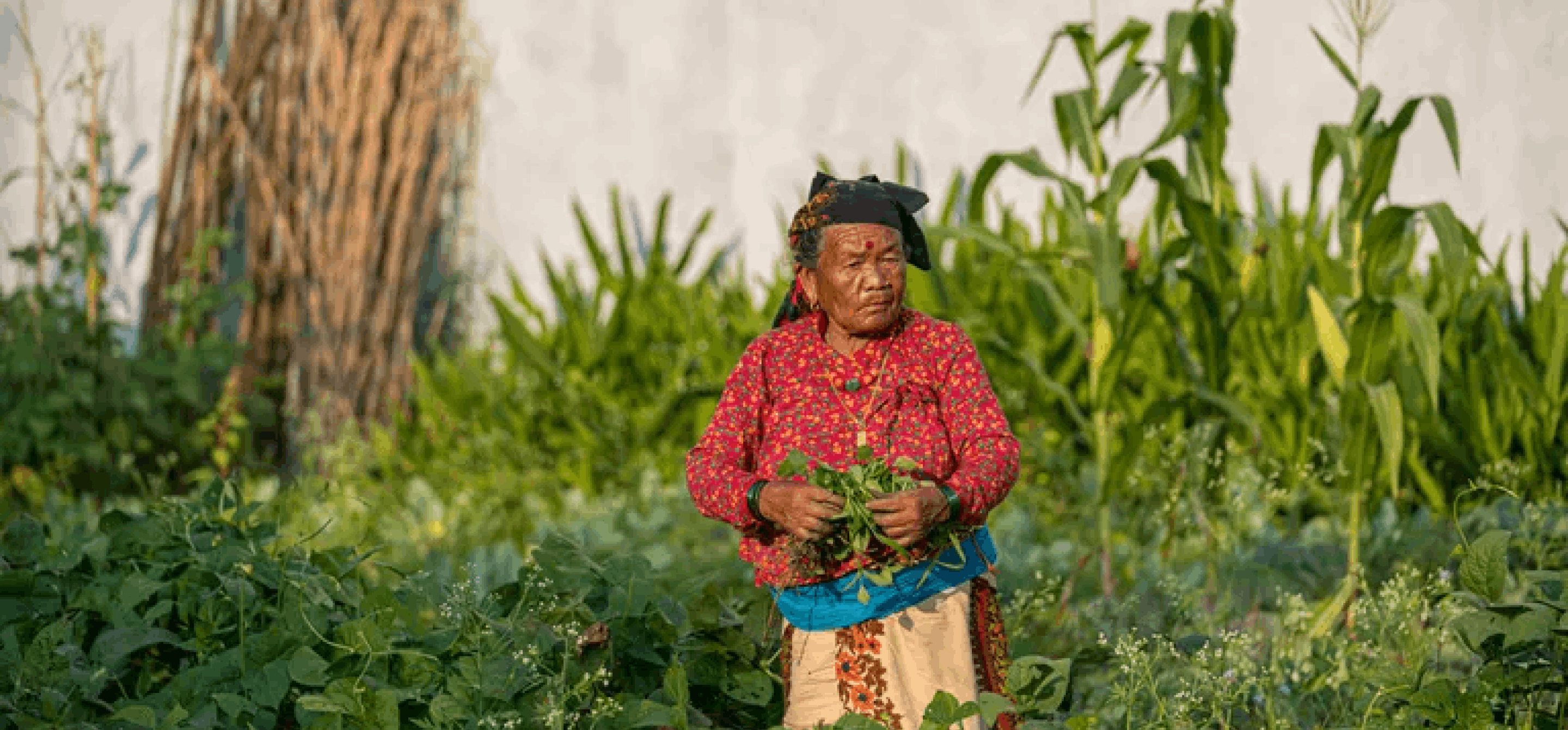 Restoring Native Forests In Nepal Climate Project Skoot